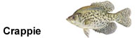 Crappie