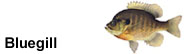Bluegill
