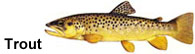 Trout