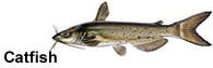 Catfish