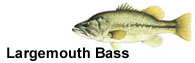 Largemouth Bass