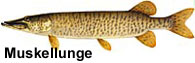 Muskellunge