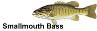Smallmouth Bass