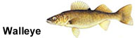 Walleye